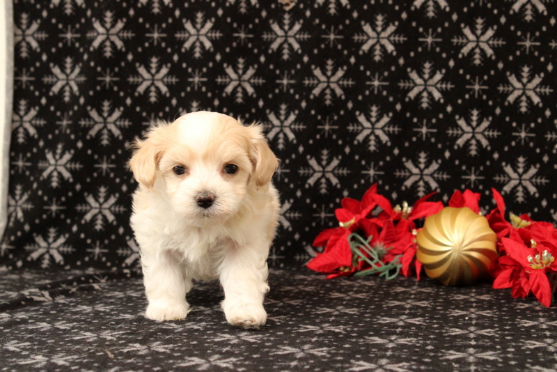 puppy, for, sale, Maltipoo, Matthew B. Stoltzfus, dog, breeder, Gap, PA, dog-breeder, puppy-for-sale, forsale, nearby, find, puppyfind, locator, puppylocator, aca